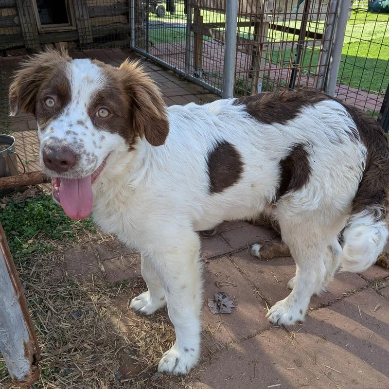 A young medium-sized male White / Cream Spaniel dog named Sundance for adoption in Fairfax Station, VA