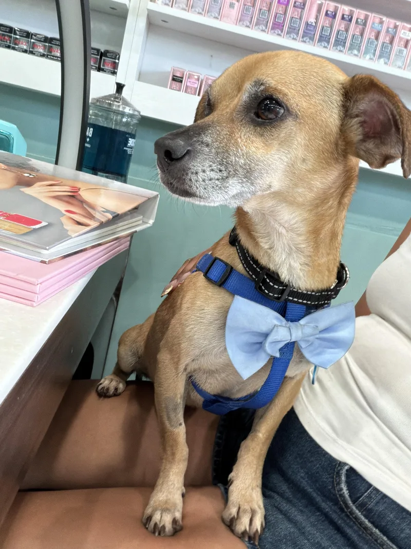 An adult small-sized male Chihuahua dog named Judge for adoption in Pasadena, CA