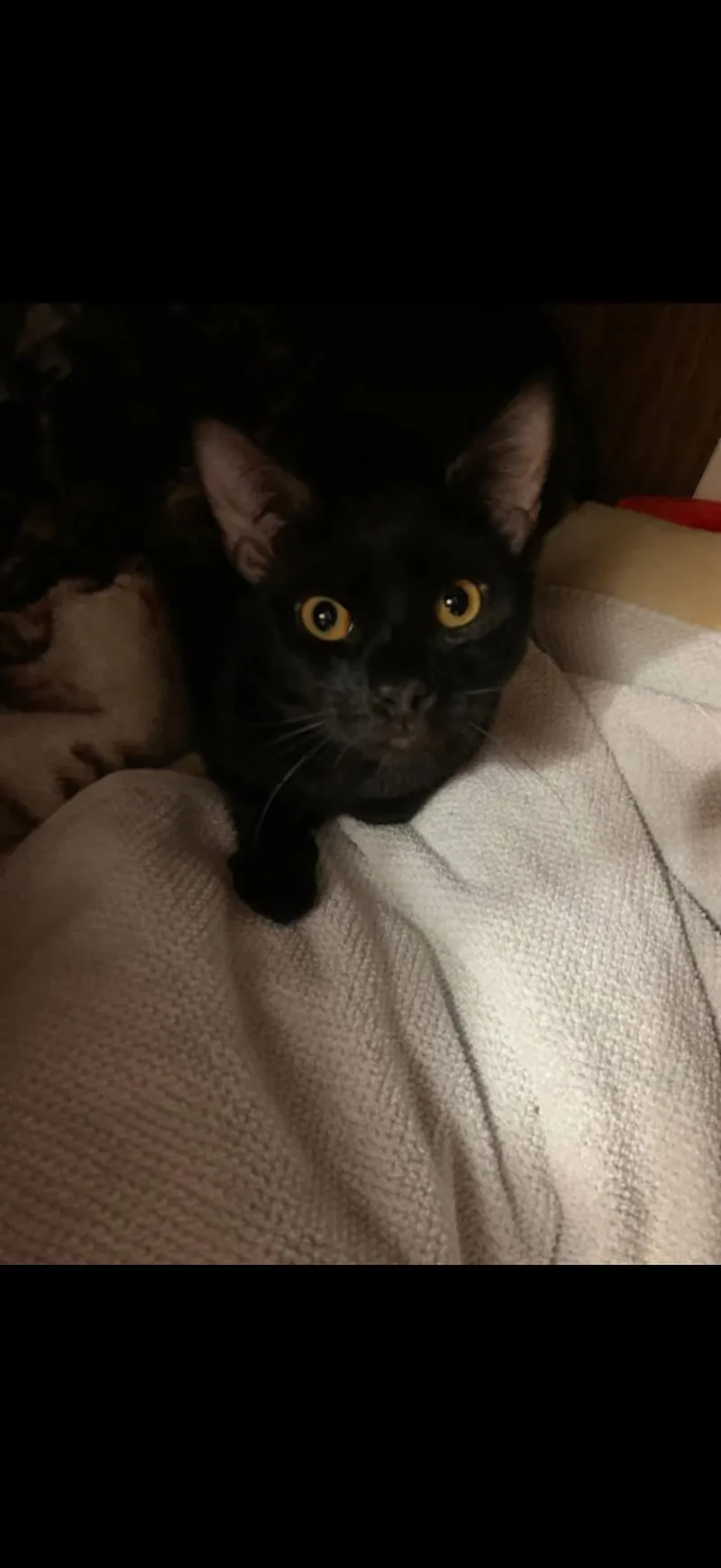 A young medium-sized male Black Domestic Short Hair cat named Helsing for adoption in Randolph Center, VT