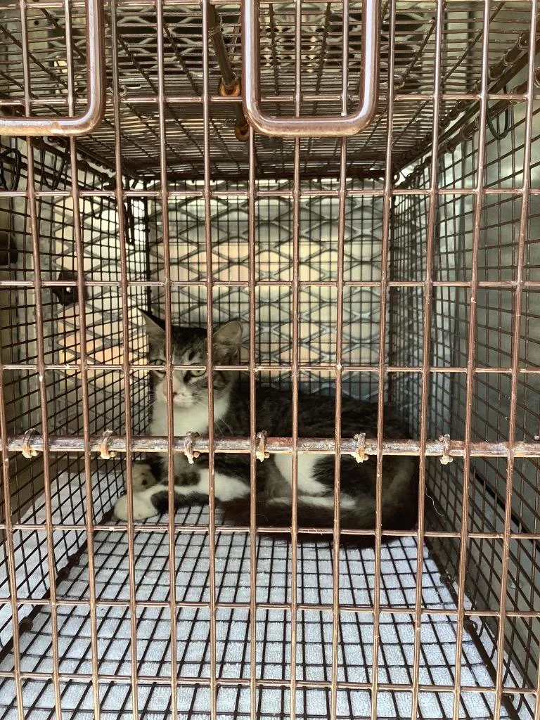 A young medium-sized female Domestic Short Hair cat named Gabby for adoption in New Braunfels, TX