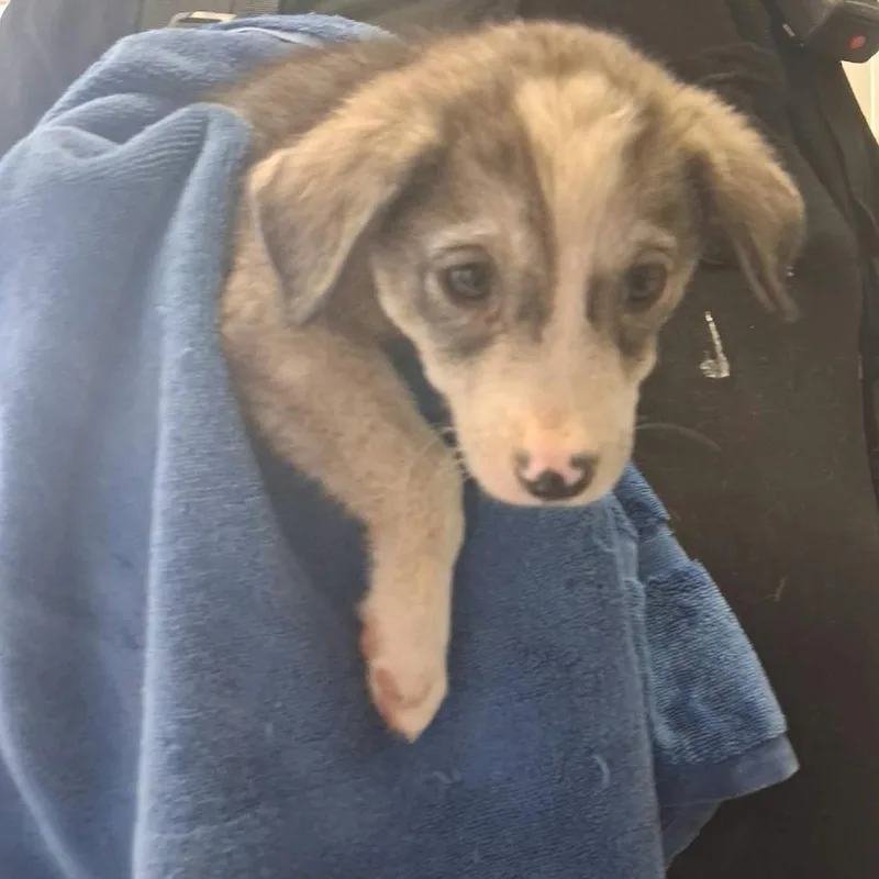 A baby small-sized female Gray / Blue / Silver Husky dog named Cookie for adoption in Bastrop, TX