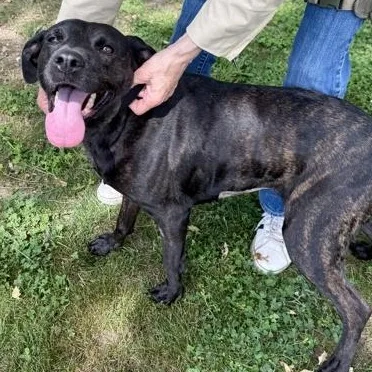 An adult medium-sized female Brindle Mixed Breed dog named Lucy for adoption in Roseburg, OR