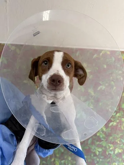 A young small-sized female Pointer dog named Lydia for adoption in San Antonio, TX