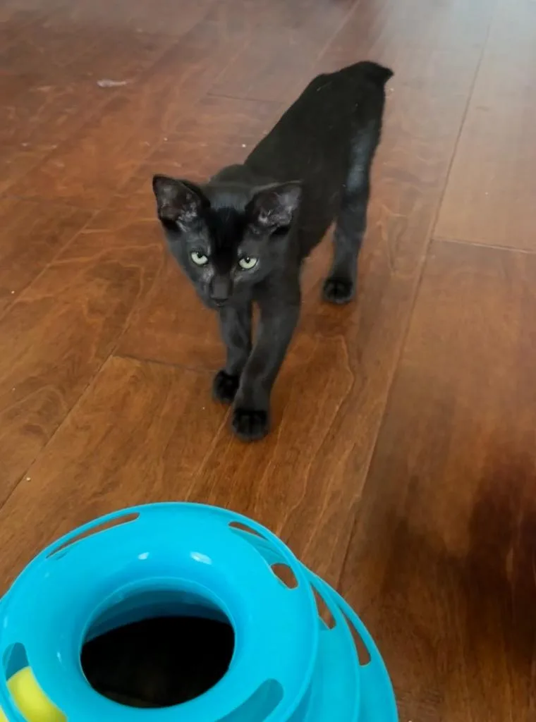 A baby small-sized male Domestic Medium Hair cat named Hershey for adoption in San Antonio, TX