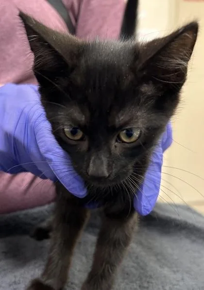 A baby small-sized male Domestic Medium Hair cat named Moose for adoption in Fishers, IN