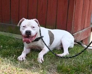 An adult large-sized male American Bulldog dog named Da  Urie for adoption in Glen Allen, VA
