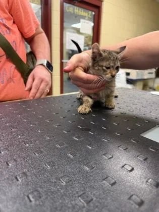 A baby small-sized female Domestic Short Hair cat named Jasmine for adoption in Independence, MO