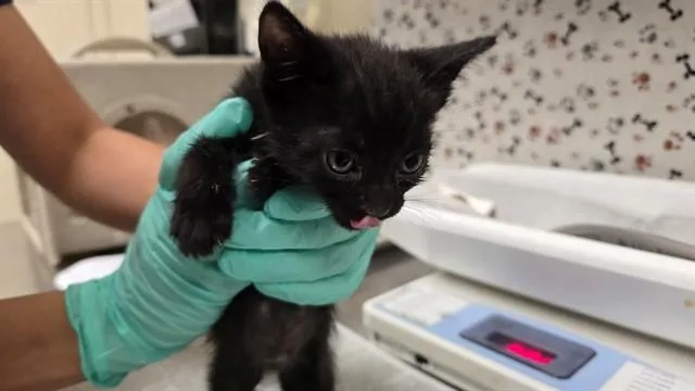 A baby small-sized male Domestic Short Hair cat named Cake for adoption in Riverside, CA