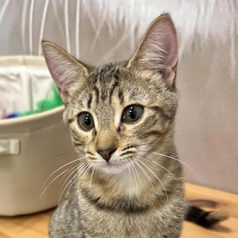 Georgia O'keefe thumbnail 2