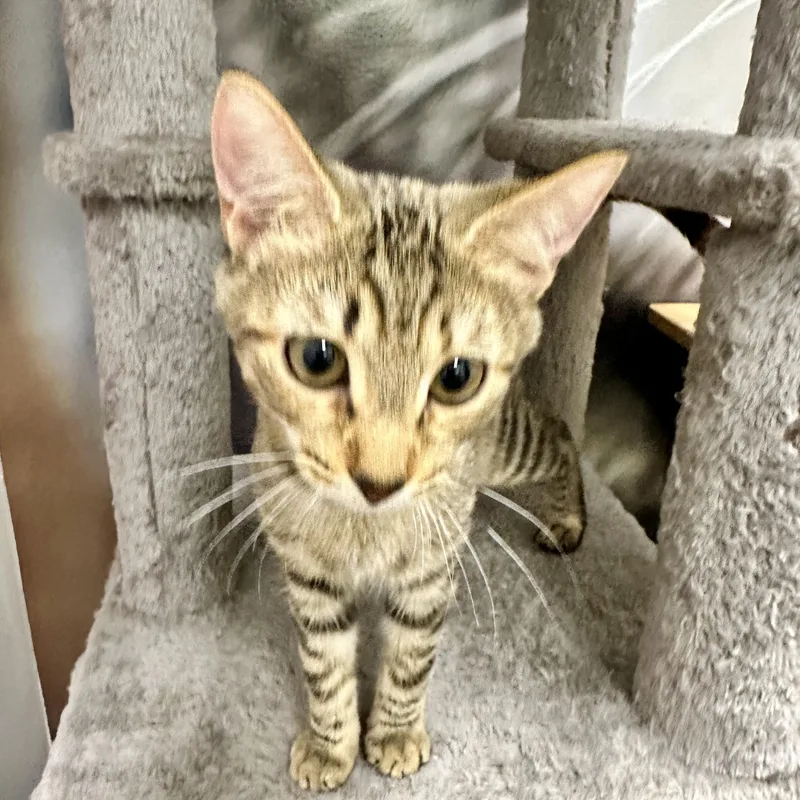 Georgia O'keefe thumbnail 3