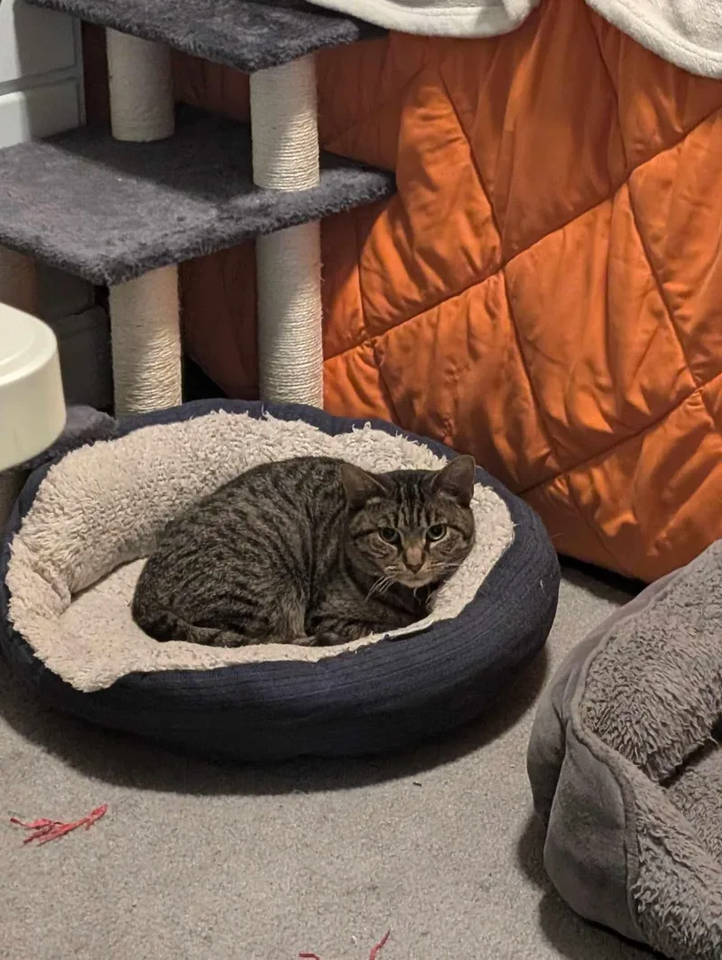 Chief Charming thumbnail 3