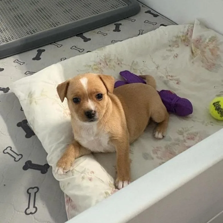 A young small-sized female Red / Chestnut / Orange Mixed Breed dog named Gidgetwinnie for adoption in Wappingers Falls, NY