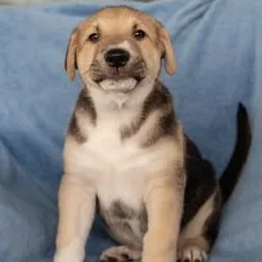 Popeye