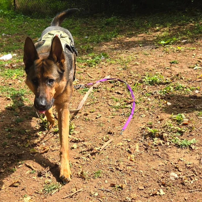 An adult small-sized male Brown / Chocolate German Shepherd Dog dog named Bear for adoption in Lynchburg, VA