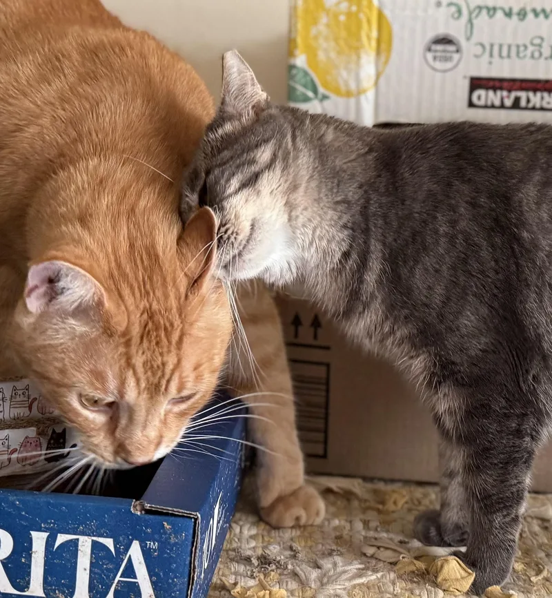 Lil'girl Clovermeadow