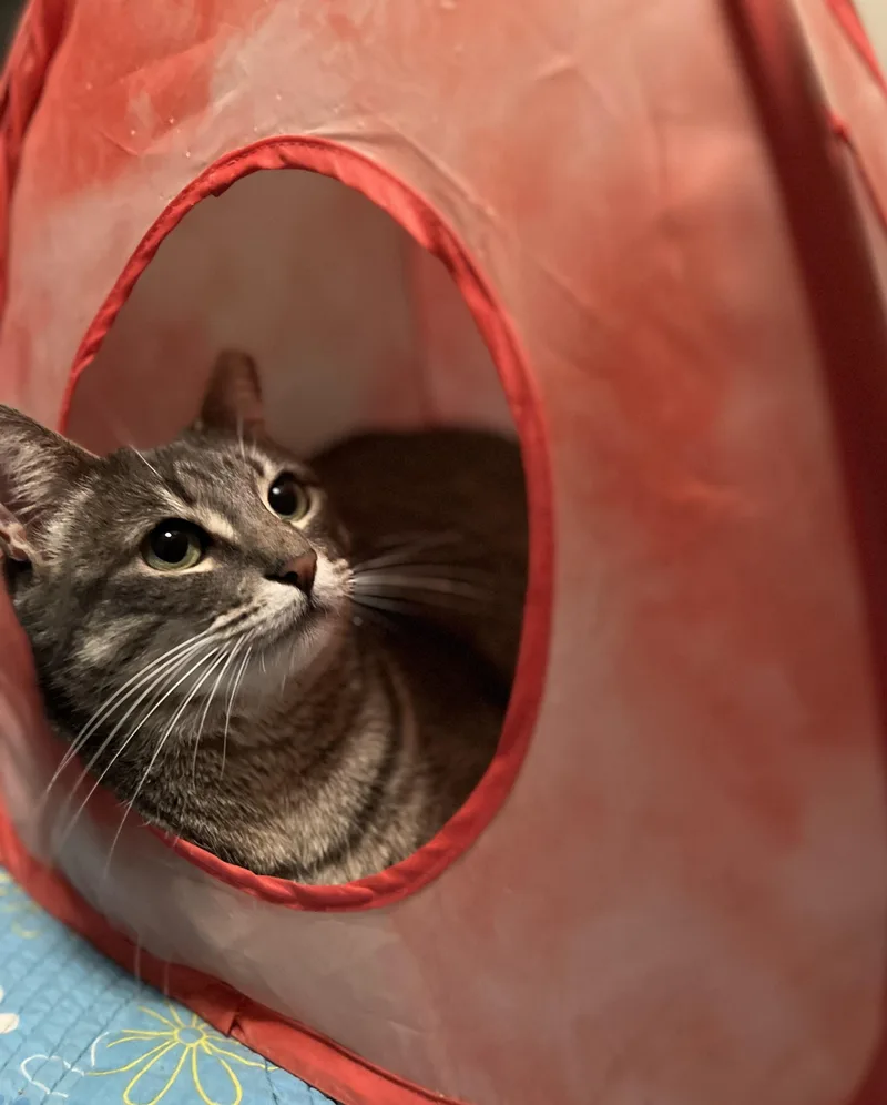 Lil'girl Clovermeadow thumbnail 2