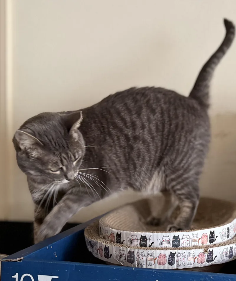 Lil'girl Clovermeadow thumbnail 3