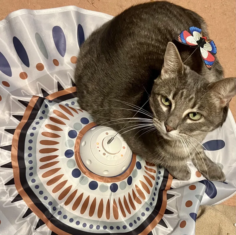 Lil'girl Clovermeadow thumbnail 5