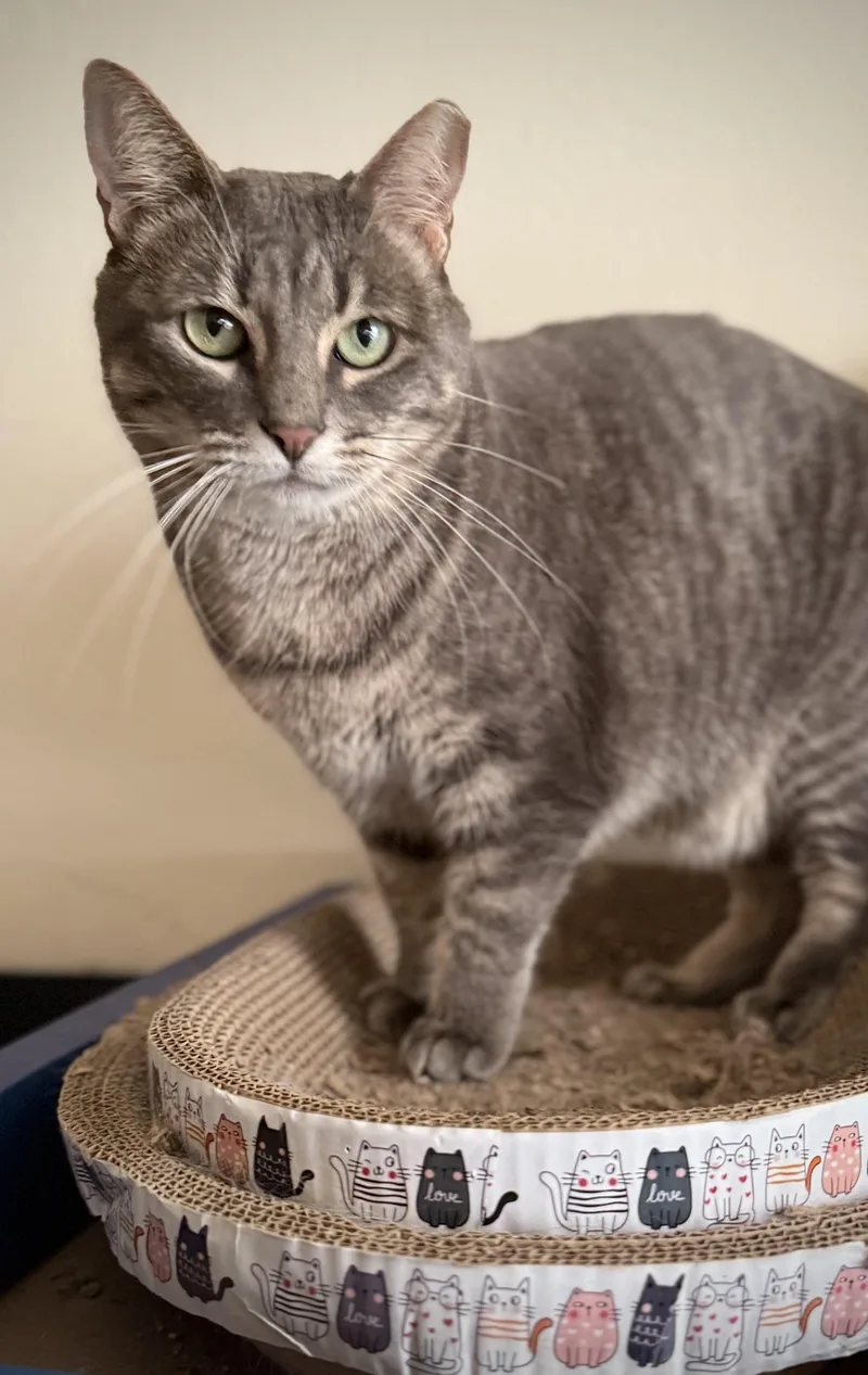 Lil'girl Clovermeadow thumbnail 6