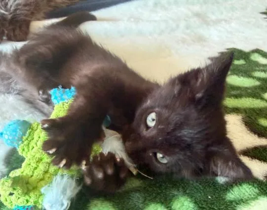 A baby medium-sized male Black Domestic Short Hair cat named Patrick for adoption in Battle Creek, MI