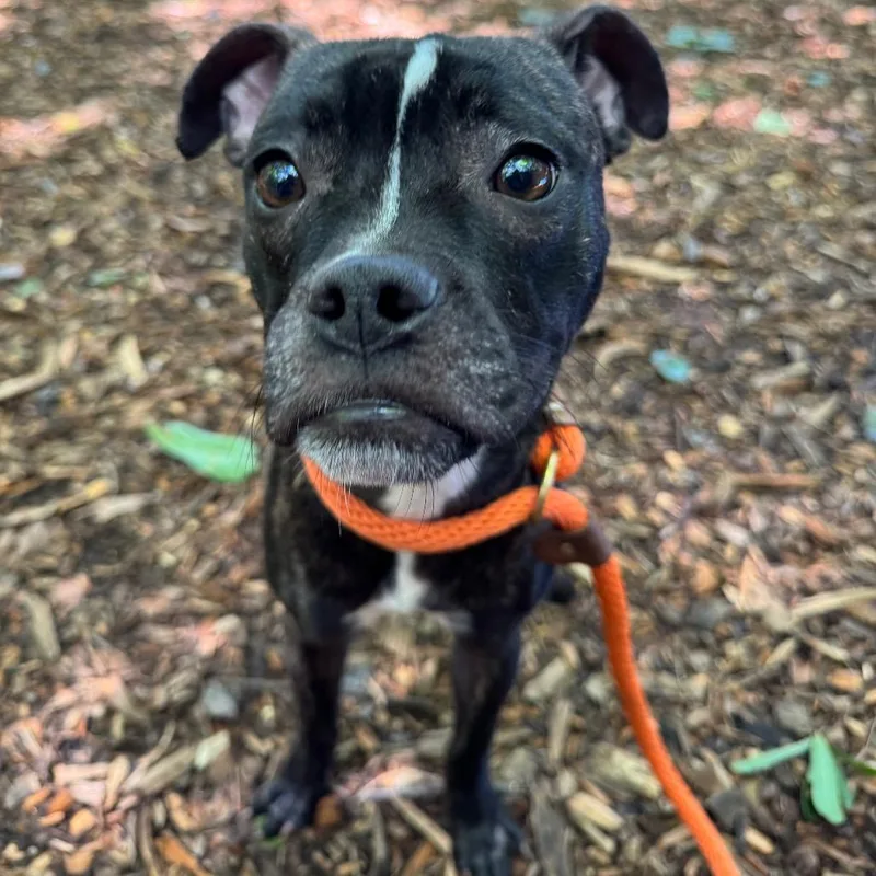 An adult small-sized female Brindle Mixed Breed dog named Petal for adoption in Decatur, GA
