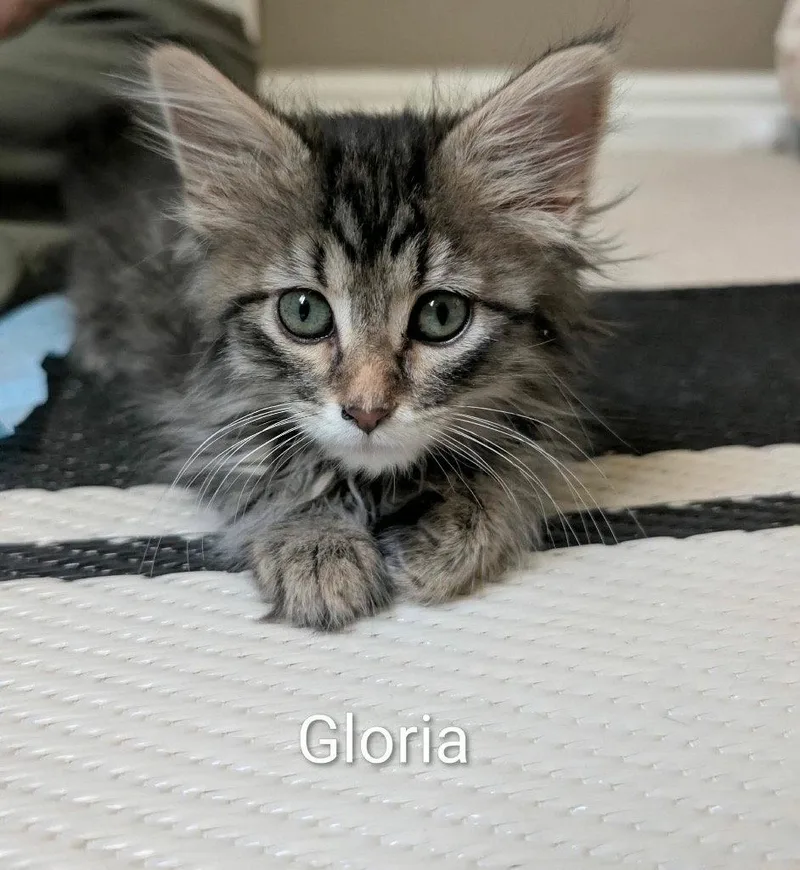 A baby small-sized female Domestic Short Hair cat named Gloria for adoption in Saint George, UT