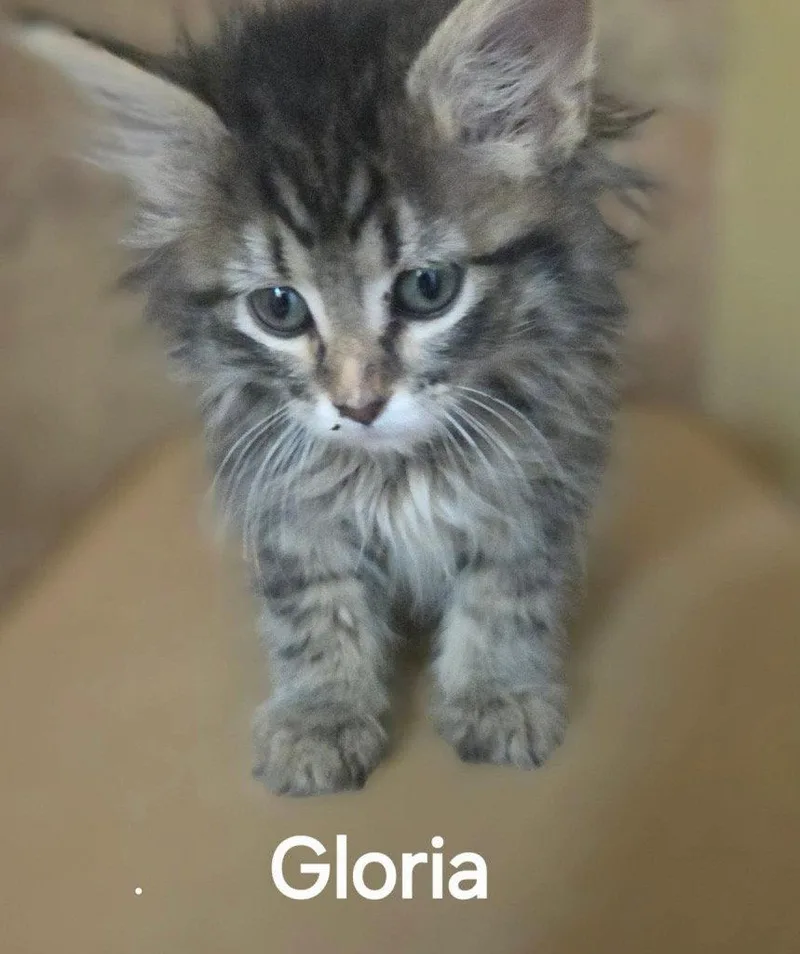 Gloria thumbnail 2