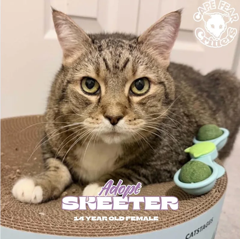 A senior extra large-sized female Tabby (Buff / Tan / Fawn) Domestic Short Hair cat named Skeeter for adoption in Wilmington, NC
