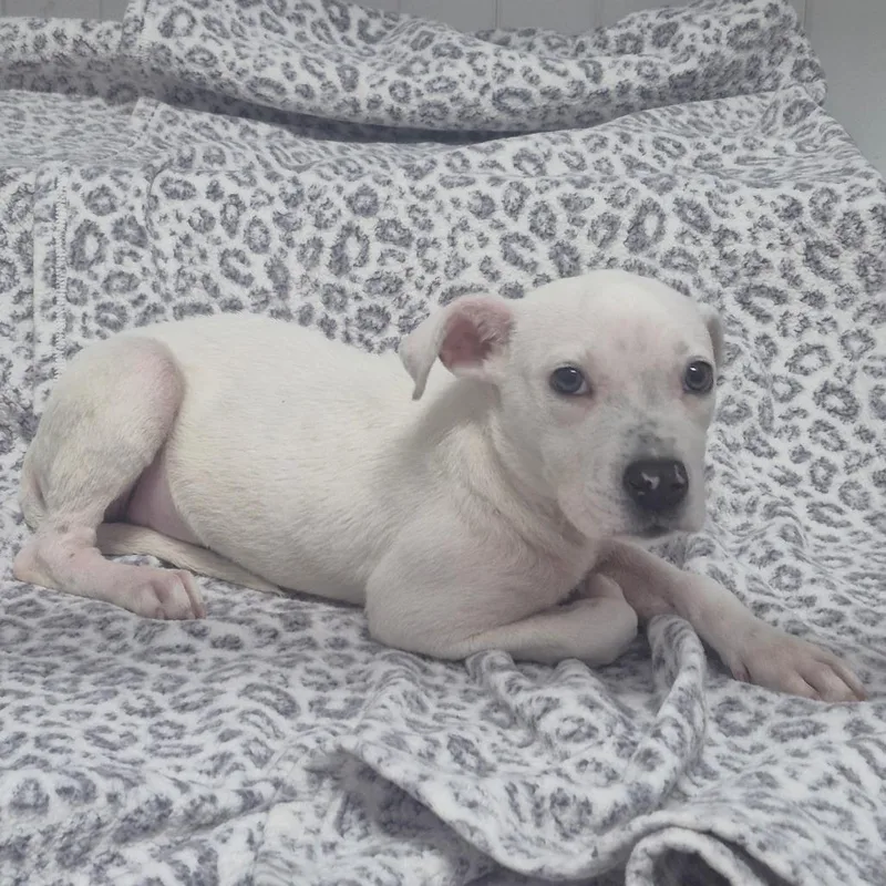 A baby medium-sized female White / Cream Mixed Breed dog named Petunia for adoption in Lake Panasoffkee, FL
