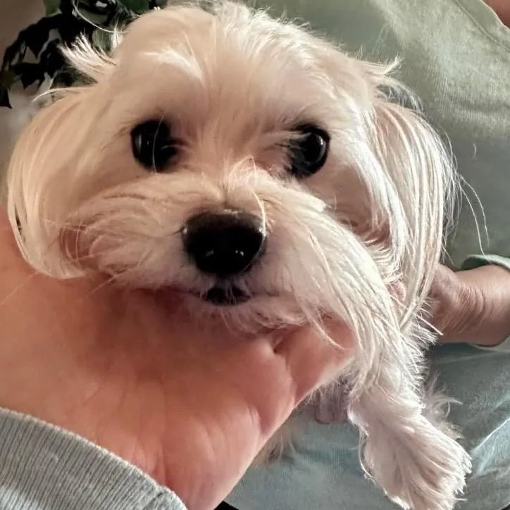 Billy thumbnail 3