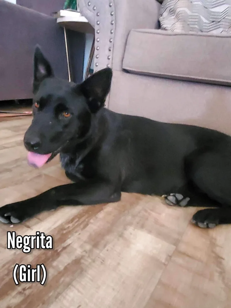 A young large-sized female Black Shepherd dog named Cinnamon for adoption in Tomball, TX