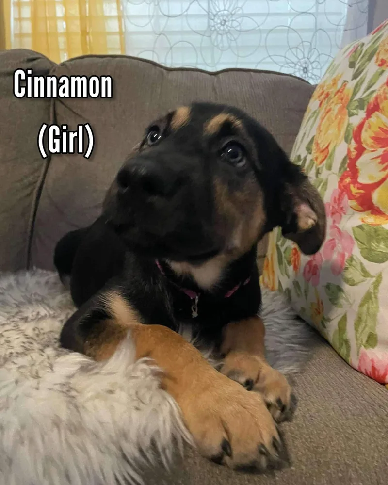 Cinnamon thumbnail 3