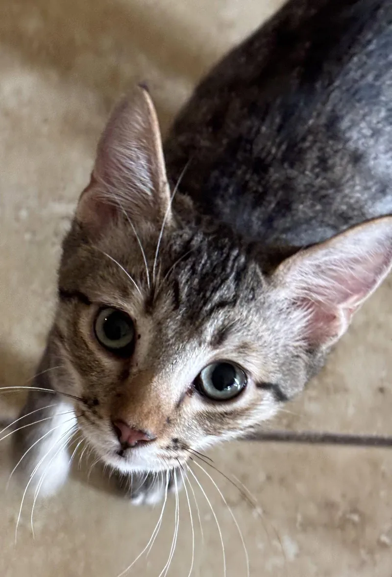 A young medium-sized male Domestic Short Hair cat named Reggie for adoption in Phoenix, AZ