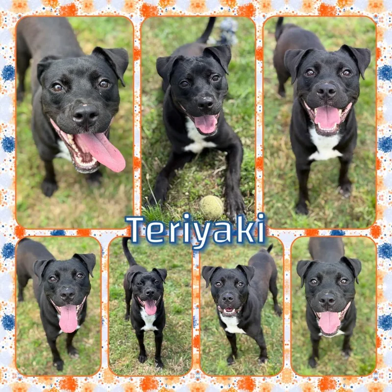 Teriyaki thumbnail 2
