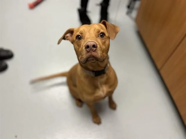 A young large-sized male Mixed Breed dog named Canary for adoption in Saint Cloud, FL