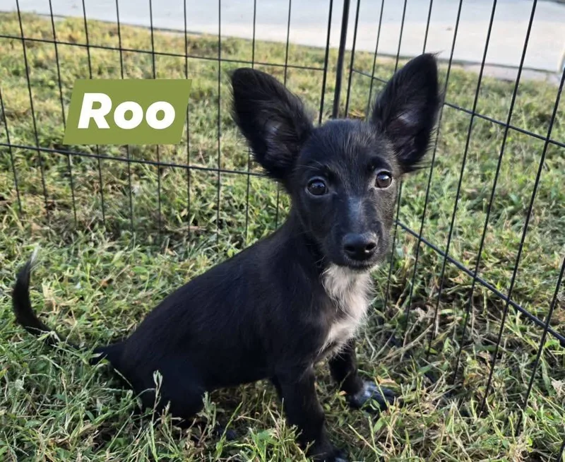 A baby medium-sized female Retriever dog named Roo for adoption in Berlin, NJ