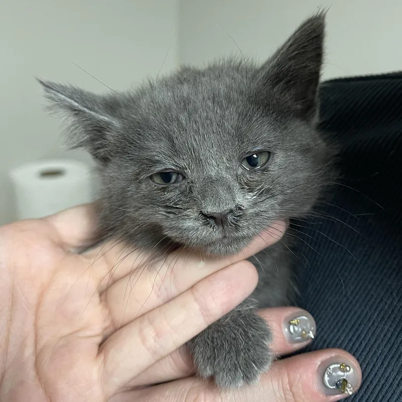 A baby small-sized female Gray / Blue / Silver Domestic Medium Hair cat named Oriole for adoption in Normal, IL