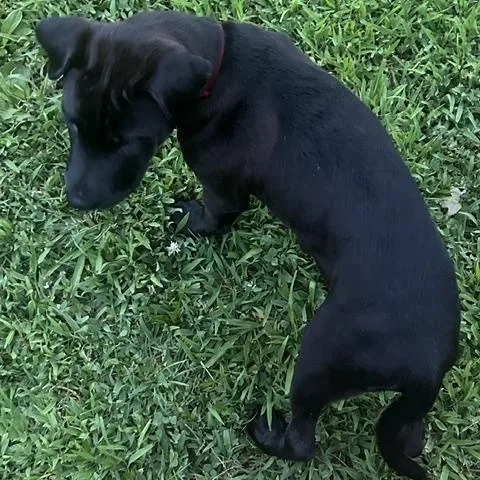 A baby large-sized male Black Labrador Retriever dog named Shade for adoption in Watertown, CT