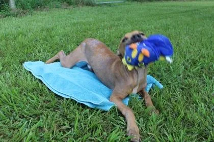 An adult small-sized male Mixed Breed dog named Mango for adoption in Port Allen, LA