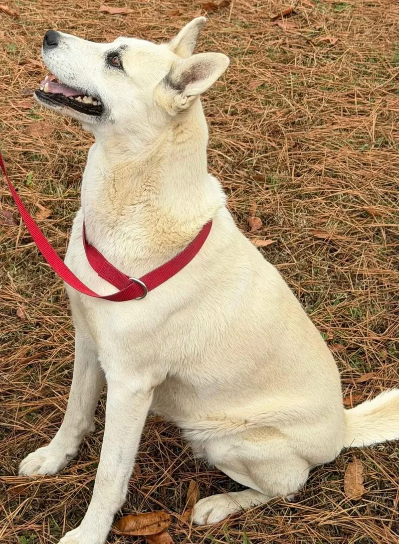 An adult medium-sized female White / Cream German Shepherd Dog dog named Maggie for adoption in Gardiner, NY
