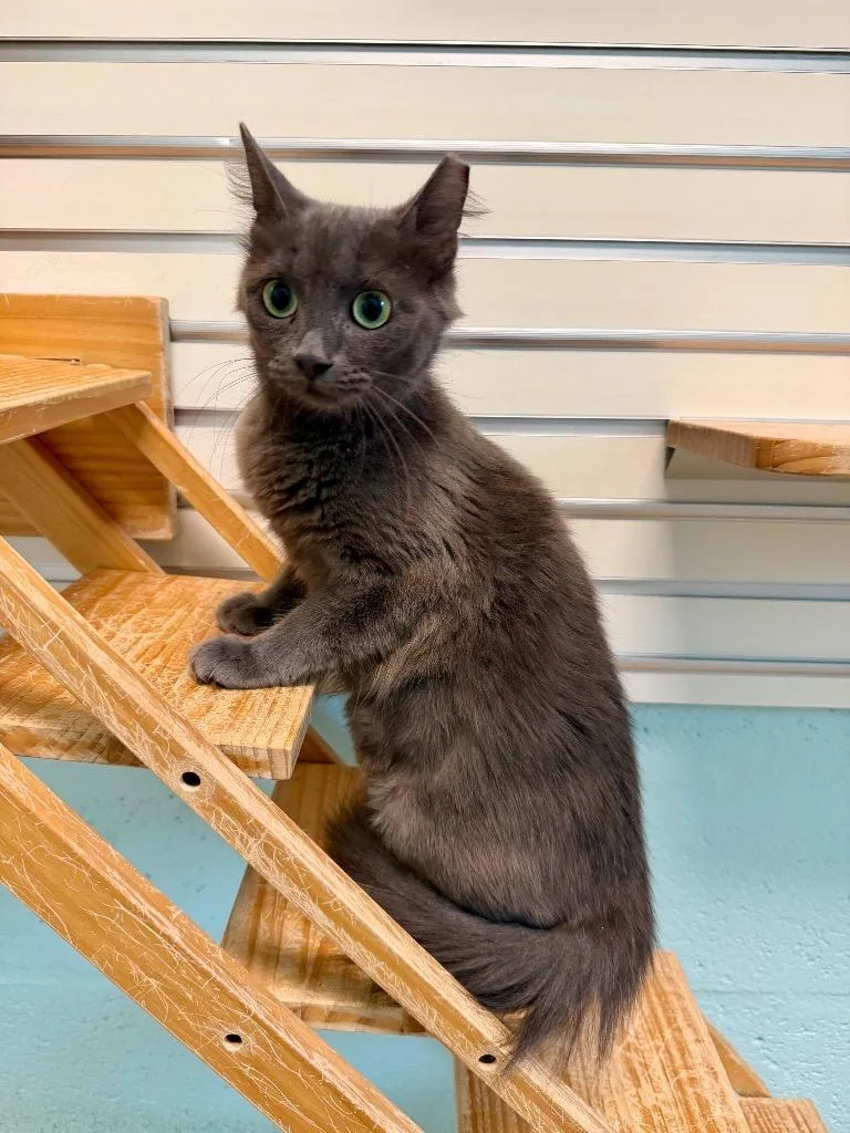A young small-sized female Domestic Short Hair cat named Detroit for adoption in Cape Coral, FL