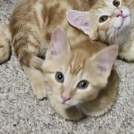 Cosmo