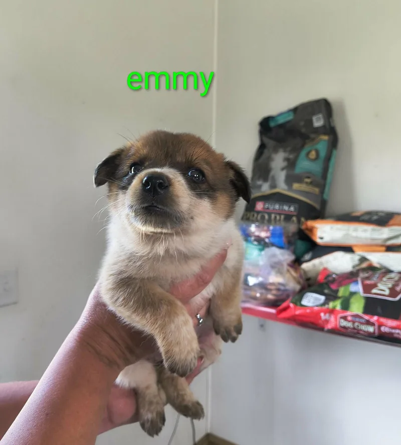 A baby large-sized female Shepherd dog named Emmy for adoption in Stover, MO