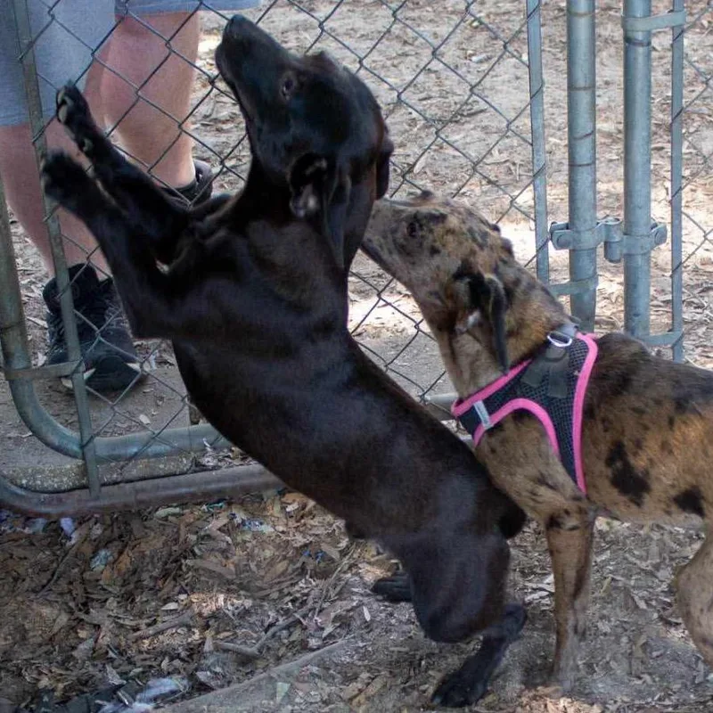 An adult small-sized male Black Mixed Breed dog named Stubby for adoption in Eufaula, AL