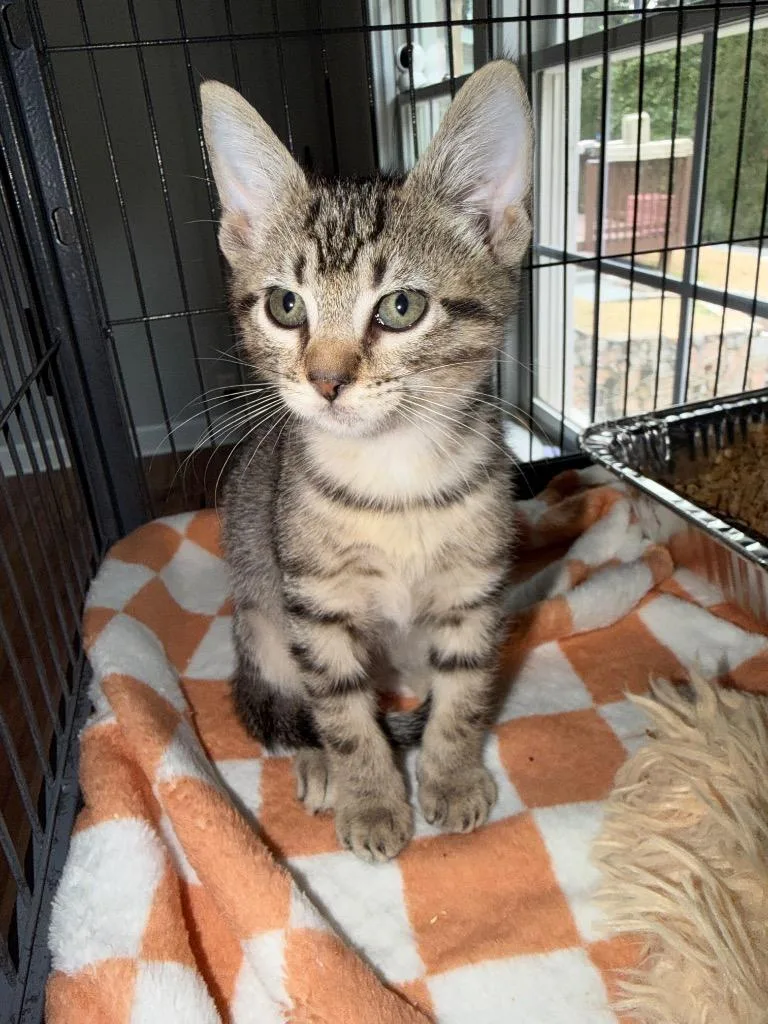 A baby medium-sized male Domestic Short Hair cat named Zero for adoption in Cumming, GA