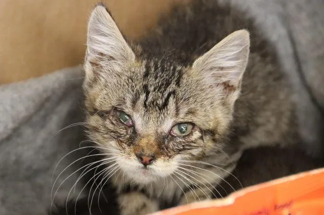 A baby small-sized female Domestic Short Hair cat named Hyde for adoption in Tucson, AZ