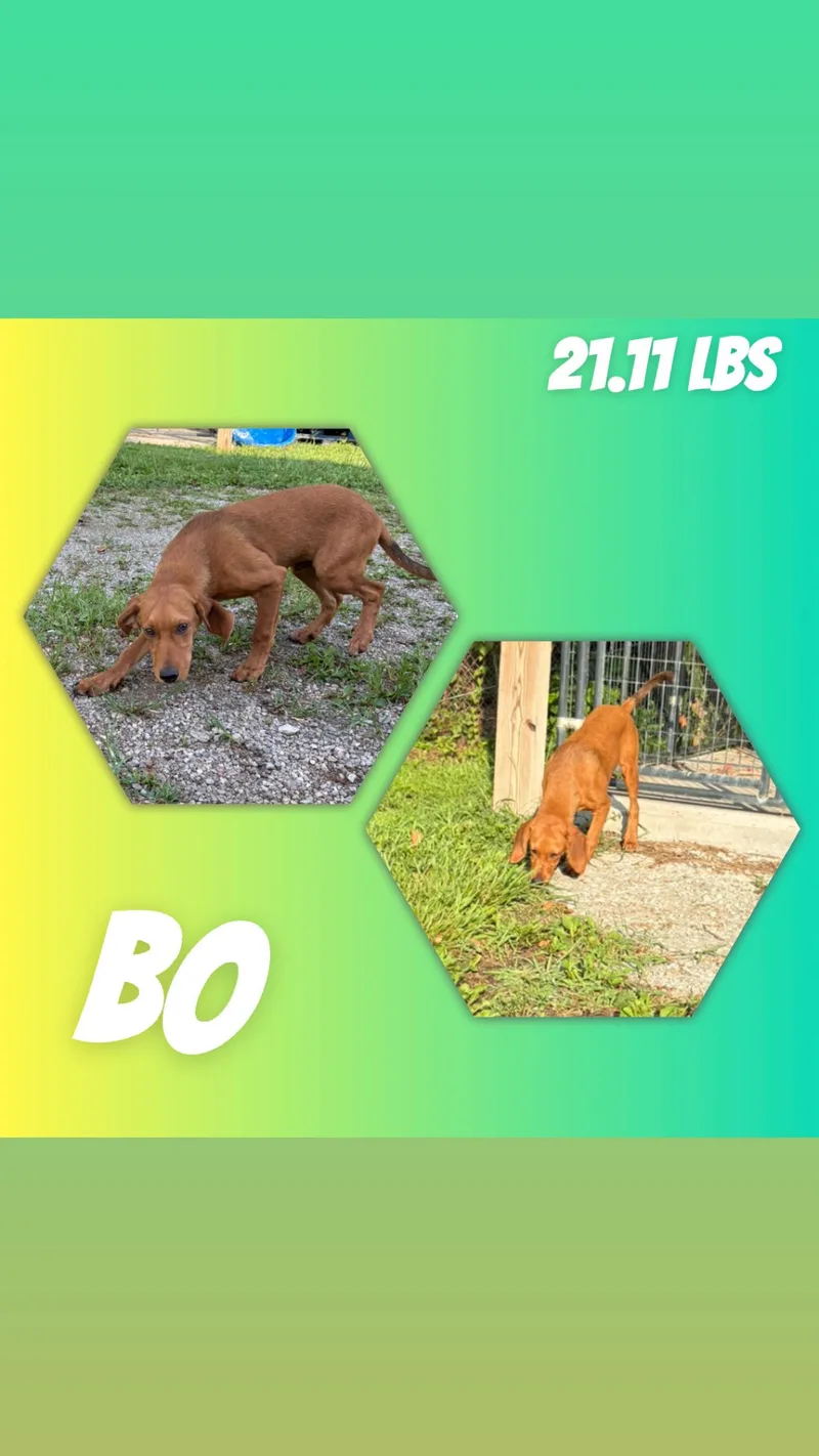 A young small-sized male Red / Chestnut / Orange Coonhound dog named Bo for adoption in McArthur, OH