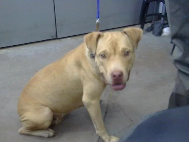 A young medium-sized female Mixed Breed dog named Flora for adoption in Dallas, TX