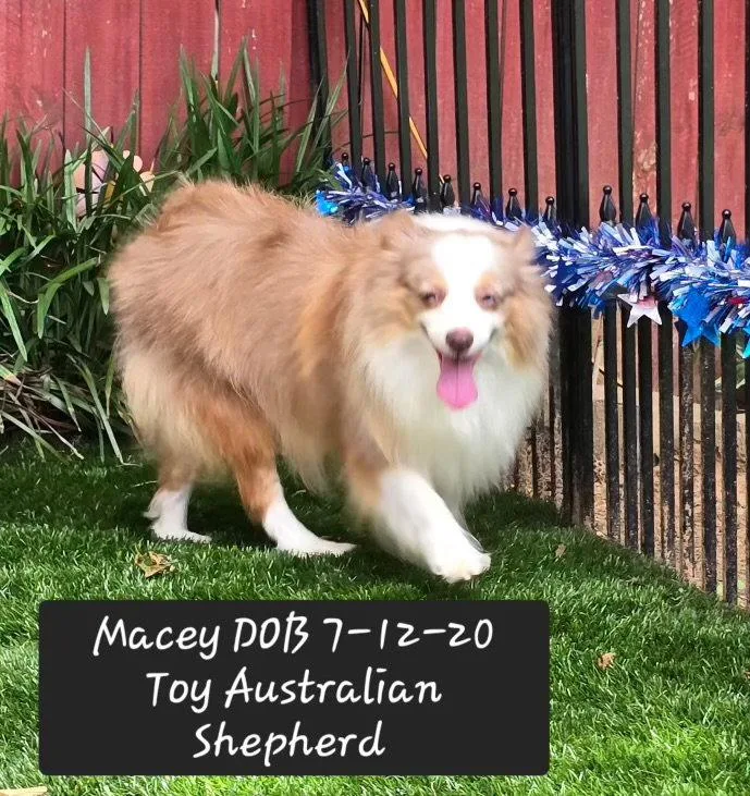 A young small-sized female Australian Shepherd dog named Macey for adoption in York, SC