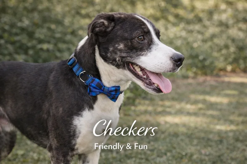 A young medium-sized male Black Mixed Breed dog named Checkers for adoption in Livingston, TX